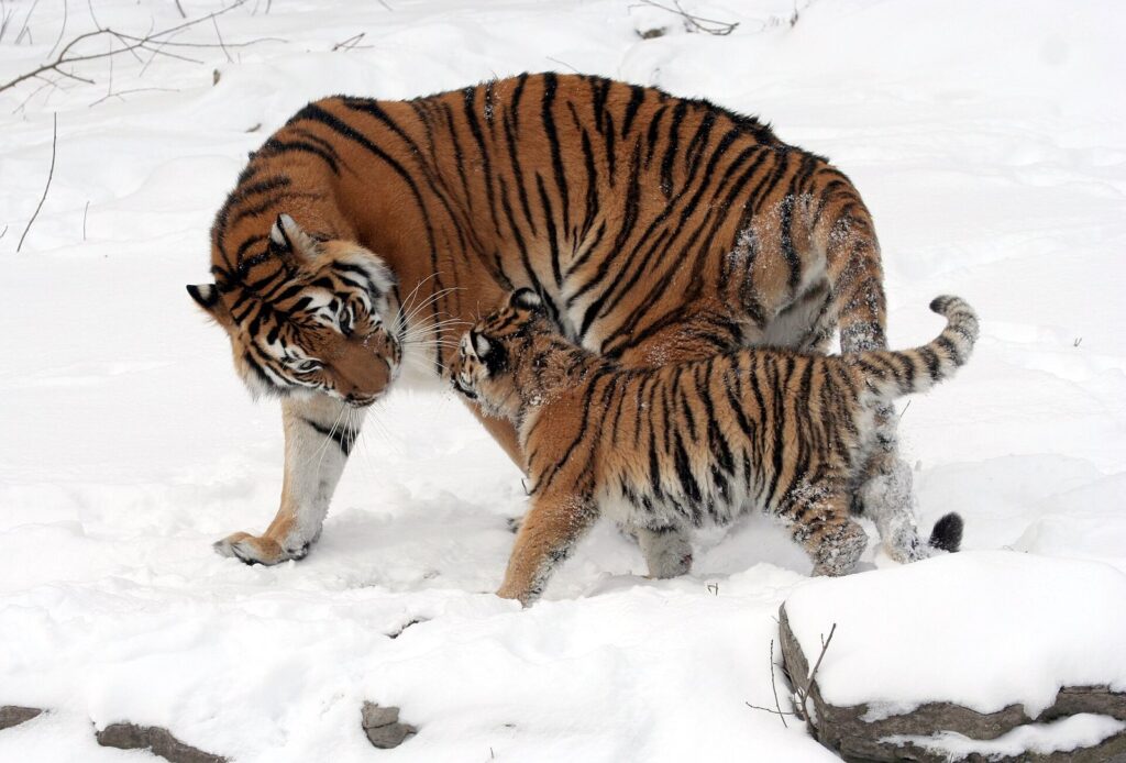 An Amur tiger and her cub walking through snow at the Buffalo Zoo, one of the classic things to do in Buffalo NY with kids