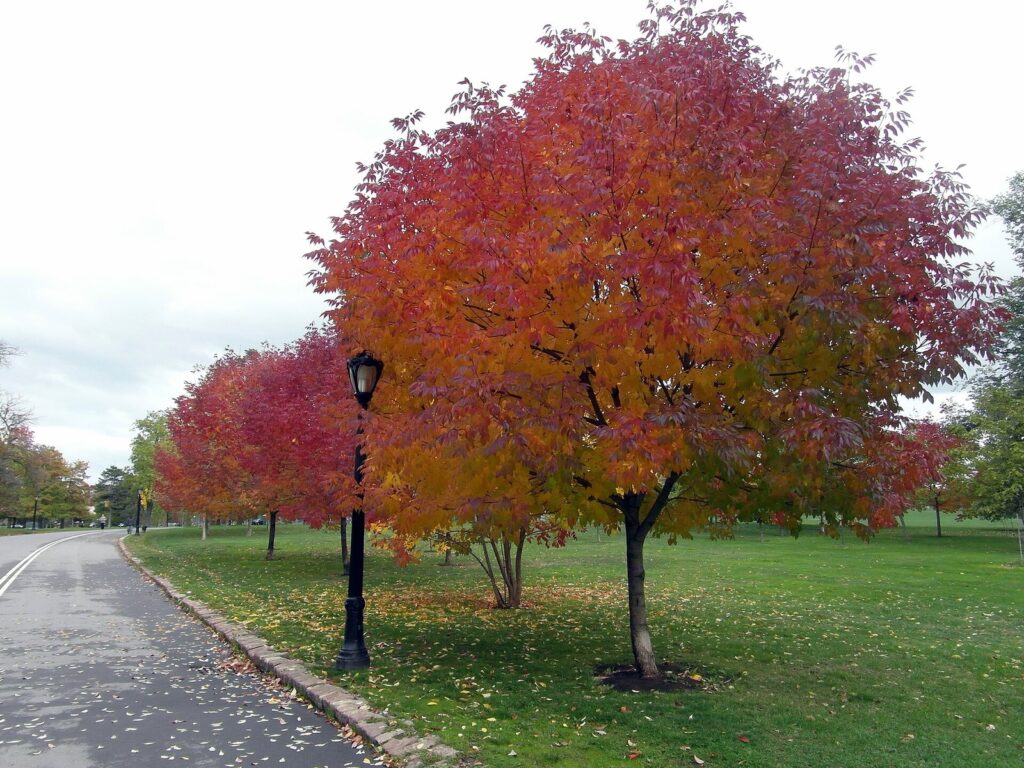 Red and orange trees lining a path and lamp post in Delaware Park, Buffalo, in October