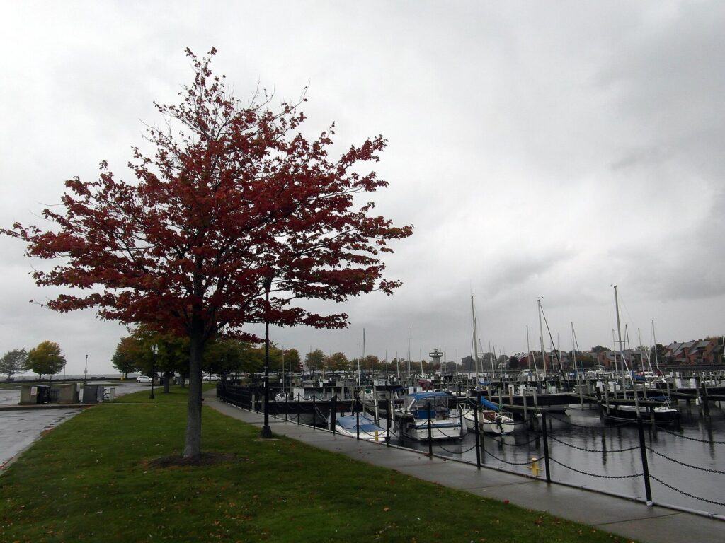 A paved waterfront promenade beside the boats at Erie Basin Marina in Buffalo, with a red-leaved tree in fall