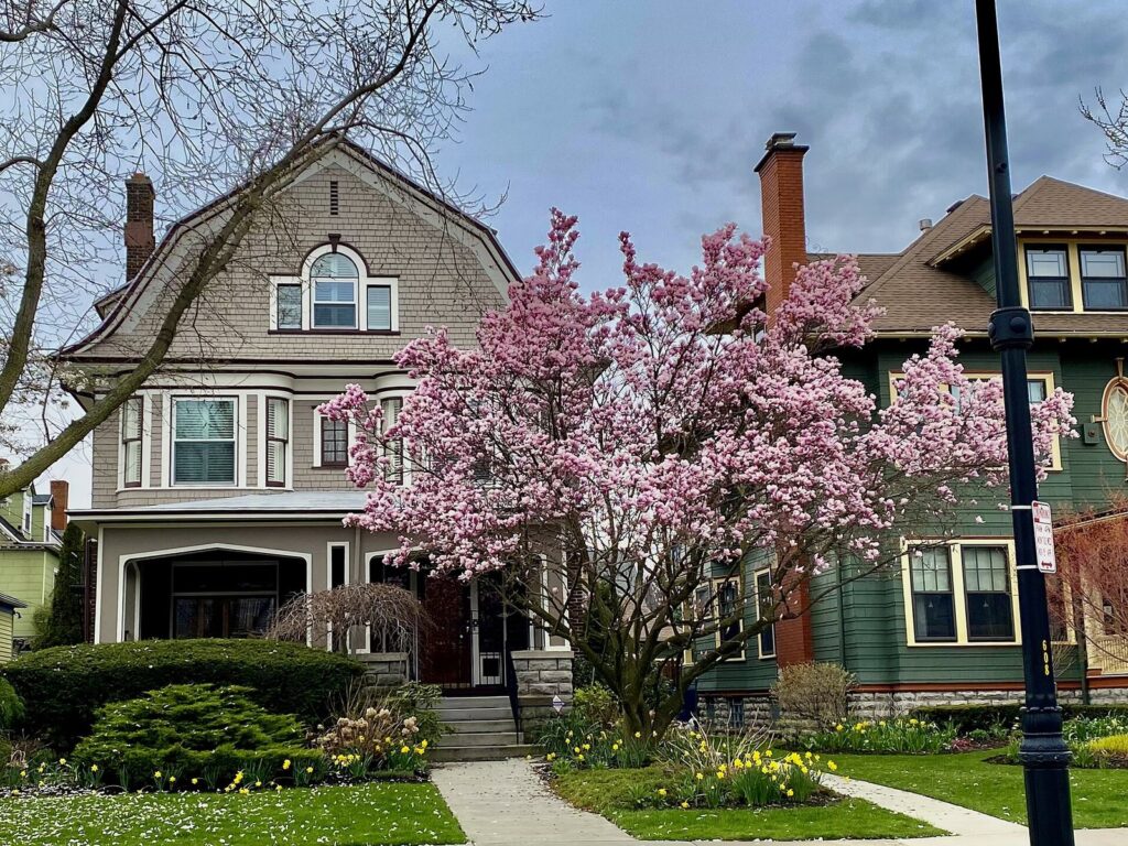 A pink flowering tree in bloom in front of Victorian houses on Richmond Avenue in Buffalo in spring