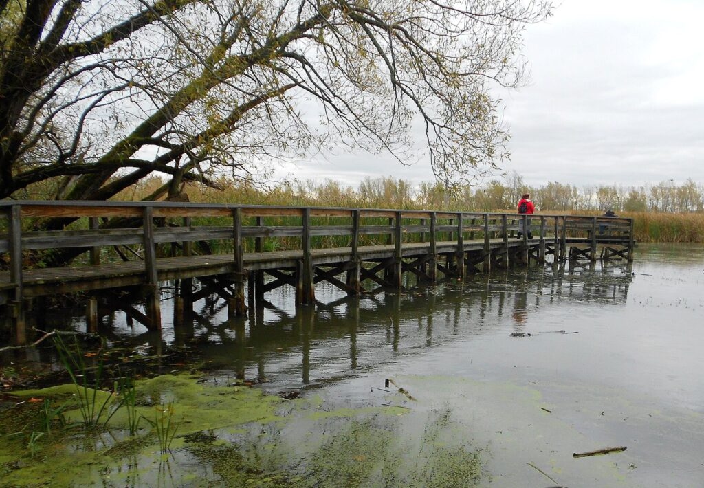 A wooden observation dock over the cattail marsh at Tifft Nature Preserve, with a walker at the far end